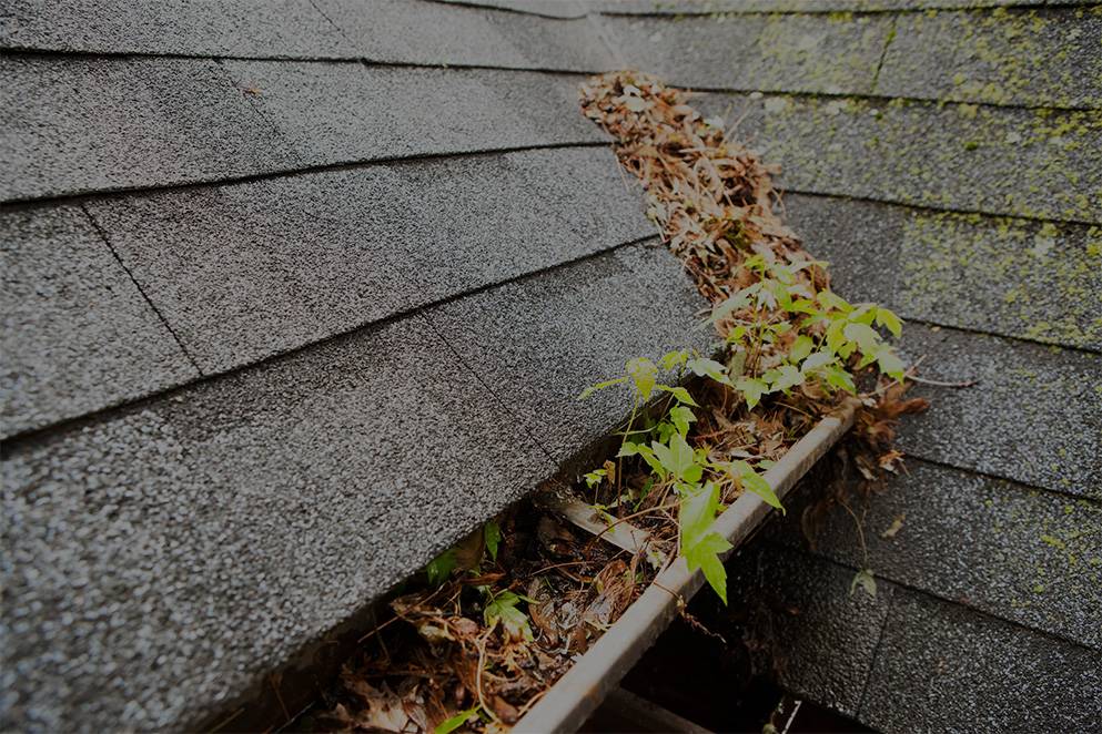 Leaves and sticks stuck in gutter and on roof
